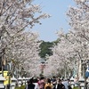 桜の季節におすすめ！ 鎌倉の人気観光名所を・・・