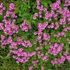 土手の4月の植物「樹木を残せるか持ち帰って検討いたします。」ｂｙ職員