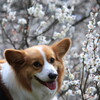 高尾梅郷に梅を見に行きました。