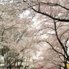 北関東の桜