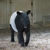 マレーバク Tapirus indicus