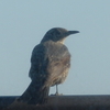 鳥が手すりに とまる！