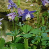 4月24日誕生日の花と花言葉歌句