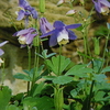 ４月２３日誕生日の花と花言葉