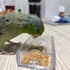 今週の🐦もぐまめ⑦