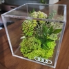 Audi Preserved flower box
