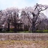 安養寺のしだれ桜