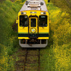 canola railroad(2)