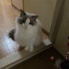 Y子がお休みで一日のんびり過ごしたふくちゃん