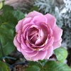 ＊バラ アフタマスの２番花♡＆カラー