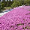 秩父の芝桜を見てきた