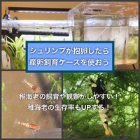 レッドビーシュリンプの餌は何がおすすめ 飼育歴10年が選ぶ餌10選 たなごgo レッドビーシュリンプの餌は何がおすすめ 飼育歴10年が選ぶ餌10選 たなごgo