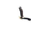 ハクトウワシ(Bald Eagle)の飛翔