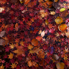 散紅葉