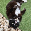 灼熱の使者！？その名は地域猫ワカメ！！！
