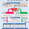 NSAIDs服用中の変形性膝関節症（膝OA）→中止→【プラセボ＆CBT vs メロキシカム】