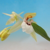 Coelogyne marmorata