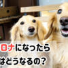 私がコロナになったら愛犬どうなるの？