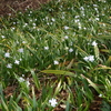 シャガの花が咲き始めました