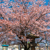 常夜灯と一本桜　１点