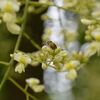 枝垂槐（龍爪樹）の花