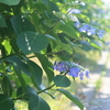 6月　紫陽花　晴れ続き　梅雨なのに