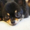 犬が孤独と感じる瞬間をまとめた後のただの愚痴からの言葉。