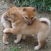 犬を詠う(3/12)