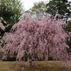 垂れ桜満開(金沢城公園)