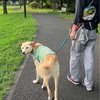2022年7月19日🐾 今日のマヤ暦