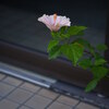 7月下旬の早朝散歩（2024.07.27）前編