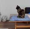 銀座ぴょんぴょん舎へ。その頃愛猫は…。