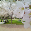 【アドエスphoto】鈴の森公園の桜も見頃です