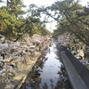 桜夙川に行ってきました！
