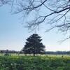 春の昭和記念公園