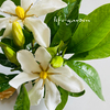 Gardenia jasminoides