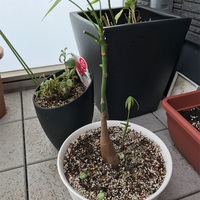 100均 ダイソー パキラの成長記録 大きくなってきたので植え替えを実行 公認会計士が考える人生戦略ブログ 100均 ダイソー パキラの成長記録 大きくなってきたので植え替えを実行 公認会計士が考える人生戦略ブログ
