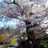 Part 4　もう少し福島への桜旅：文殊院智恵桜・法用寺虎の尾桜・米沢の千歳桜