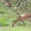 Dear deer！シカトしないで(=_=)