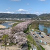 淀川河川公園 背割堤の桜を見に行きました。