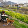 ホワイトデーには 柴犬クッキー缶