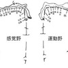 なぜ損傷部位が違っても似たような運動麻痺が起こるのか？