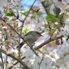 鳥撮散歩　桜に集う鳥たち