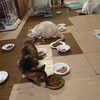 チュチュも馴染んで来たようです😸