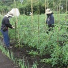 今週の野菜