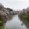 毎年の花見はここ