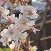 緋寒桜