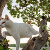 八重山諸島のねこさん