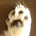 何かの残骸