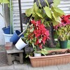 閃輝暗点